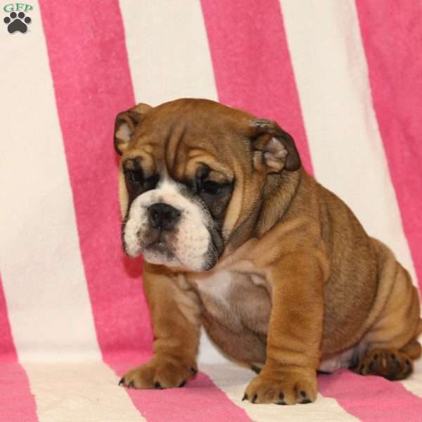 Marly, English Bulldog Puppy